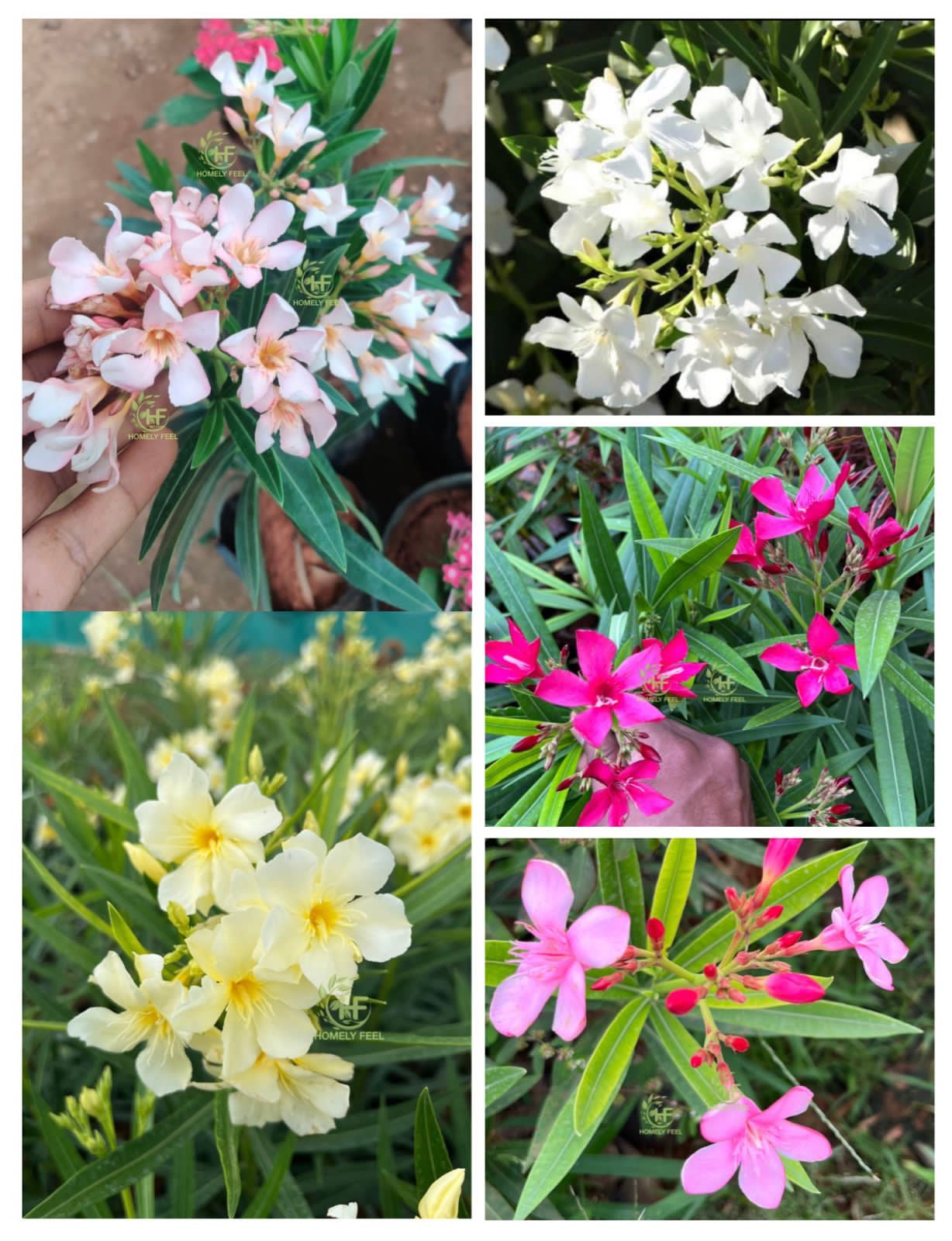Oleander Arali Varieties Homely Feel Gardens oleander-arali-varieties-homely-feel-gardens