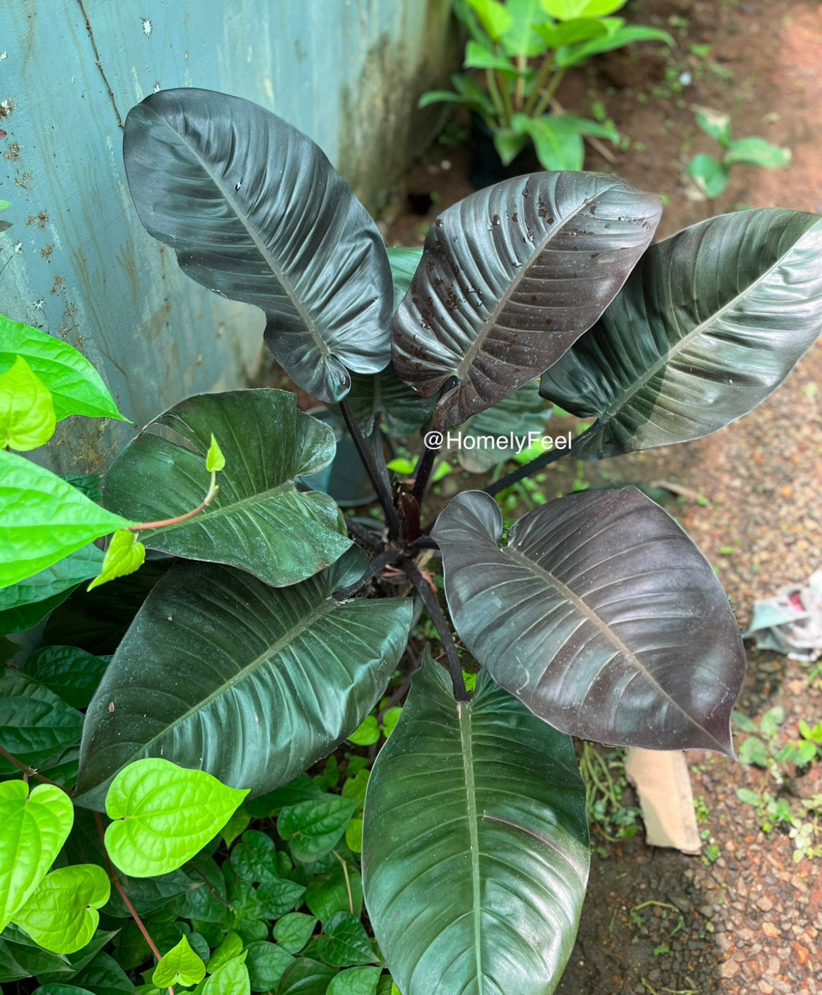 Outdoor Plants(Semi shade) HomelyFeelGardens