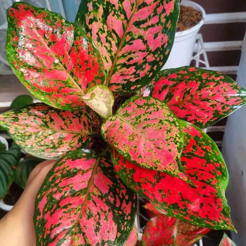 aglaonema red anyamanee Aglaonema Red Anyamanee – Homely Feel Gardens