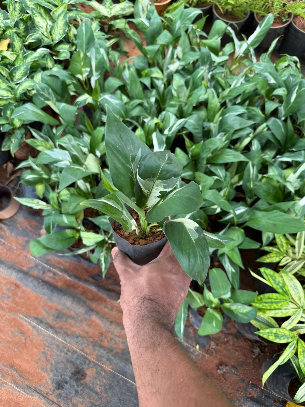 Peace Lilly Picasso Variegated