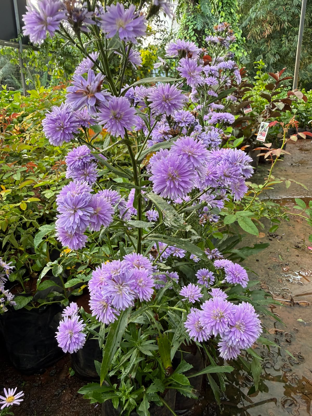 Daisy Lavender T2