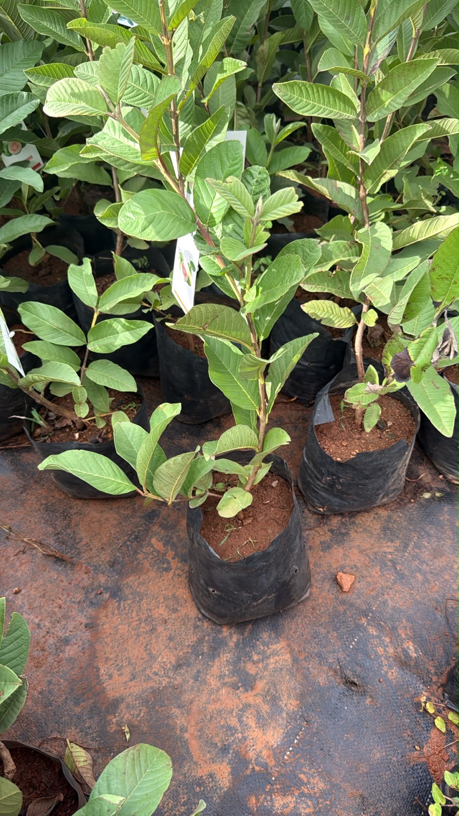 Guava Combo(4 Varieties)(Layered)