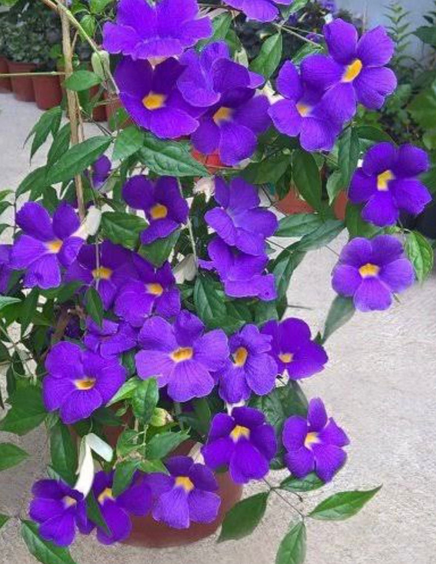 Thunbergia Erecta Blue