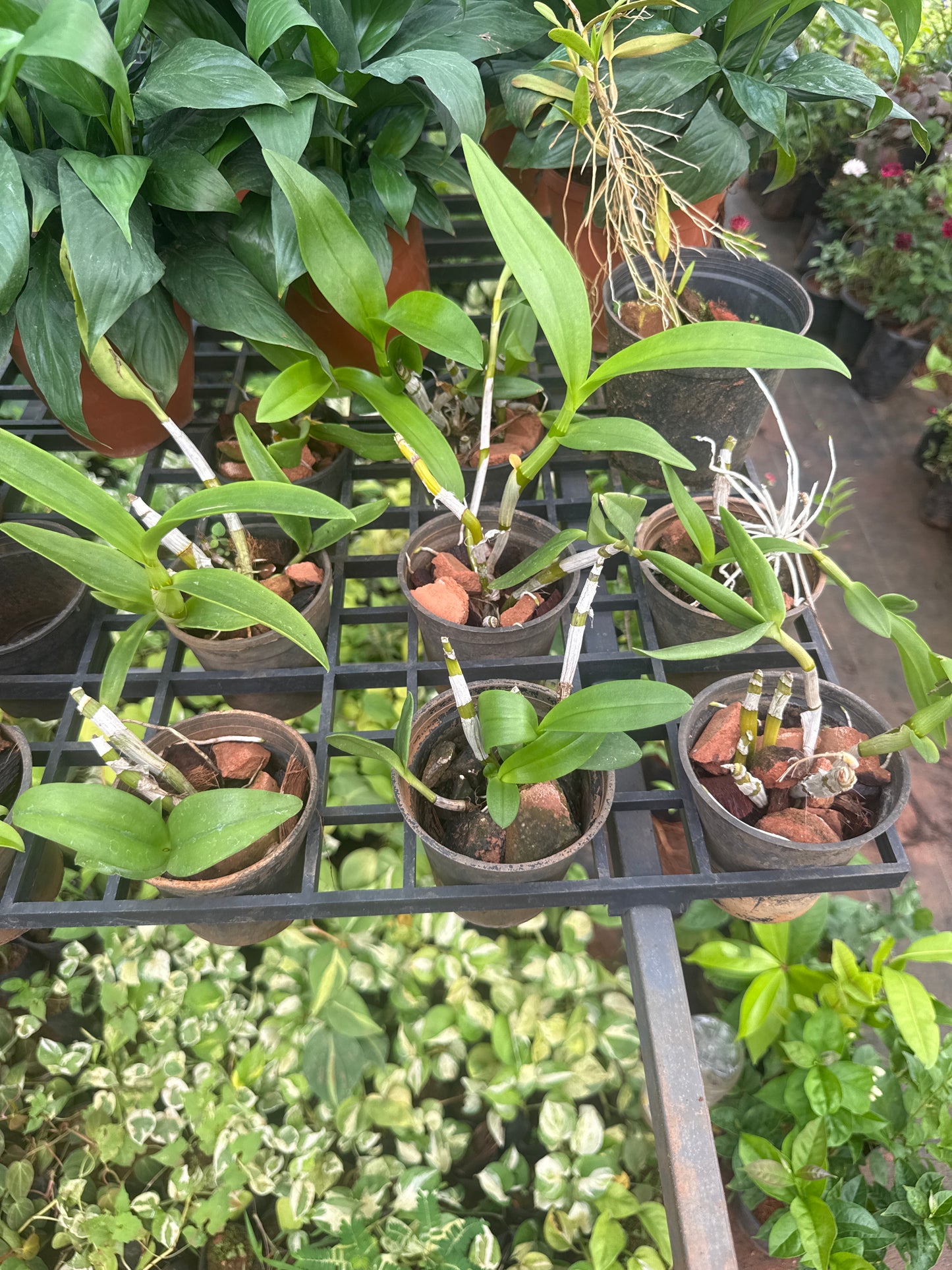 Dendrobium Orchid(colour unknown) seedling