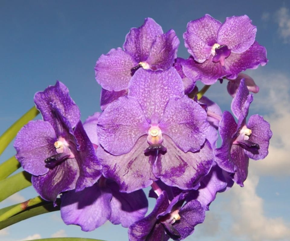 Vanda Orchid(Kultana Violet) Mature Plant