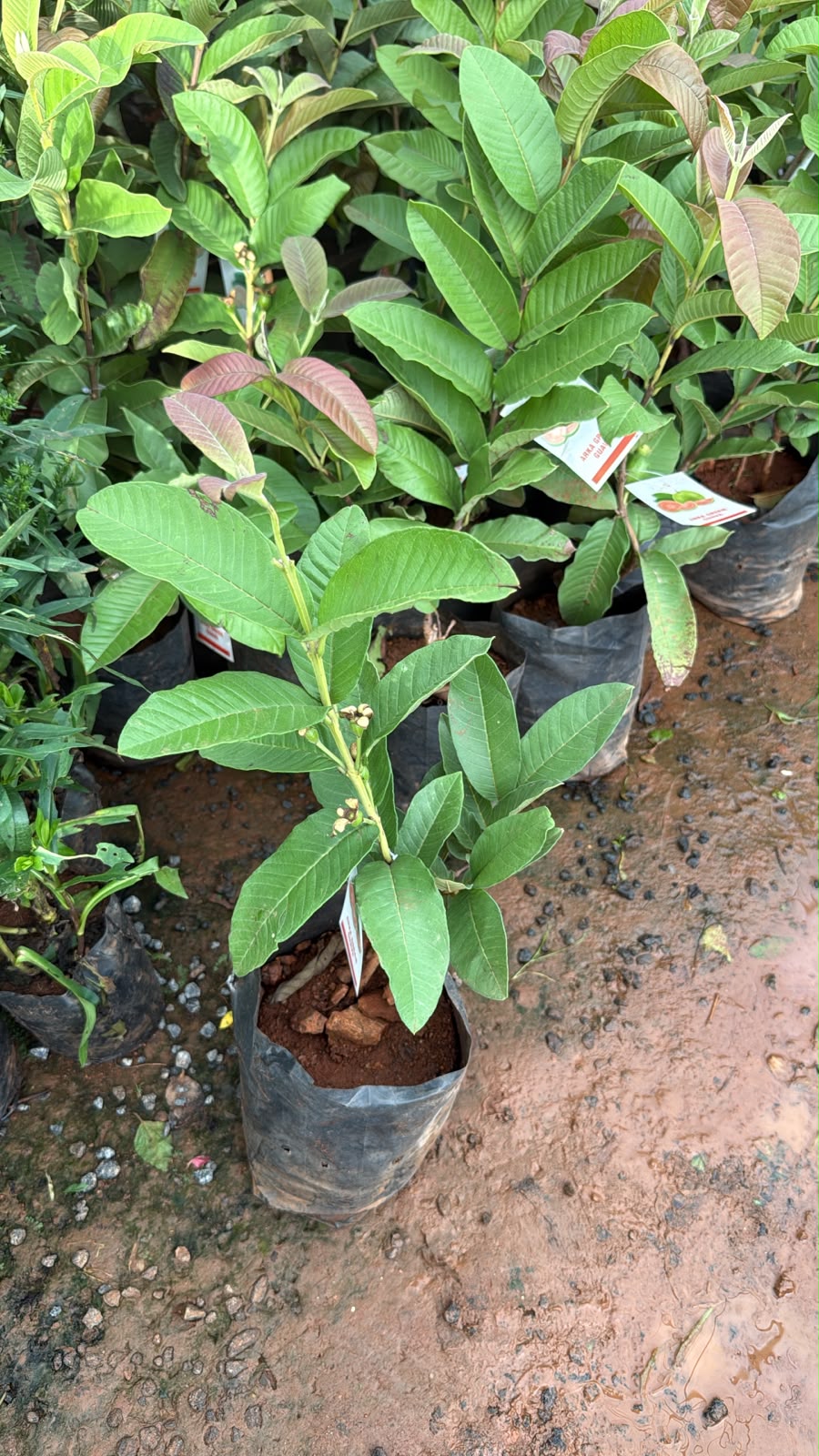 Arka Kiran Guava(Layered Plant)