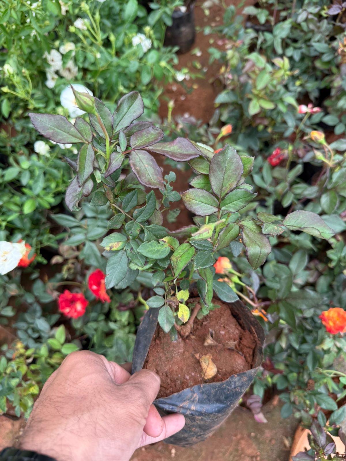 Charishma Rose(Own Rooted)