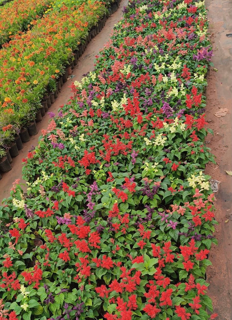 Salvia Combo(4 colours)