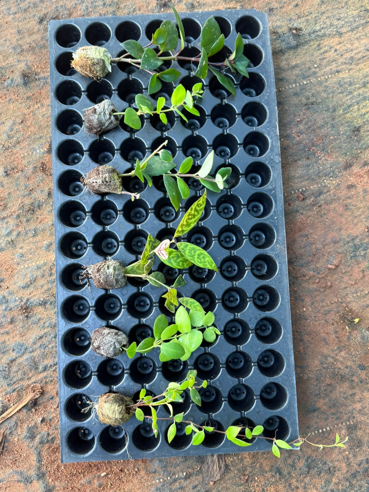 Lipstick Plant Combo(6 Varieties )