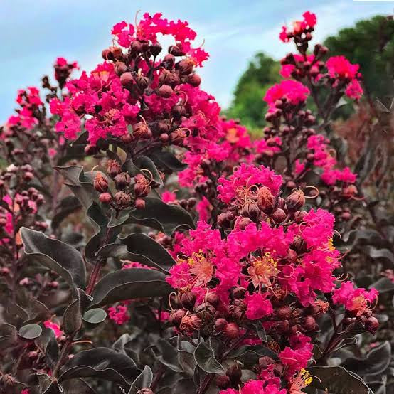 Crape Myrtle Black Diamond