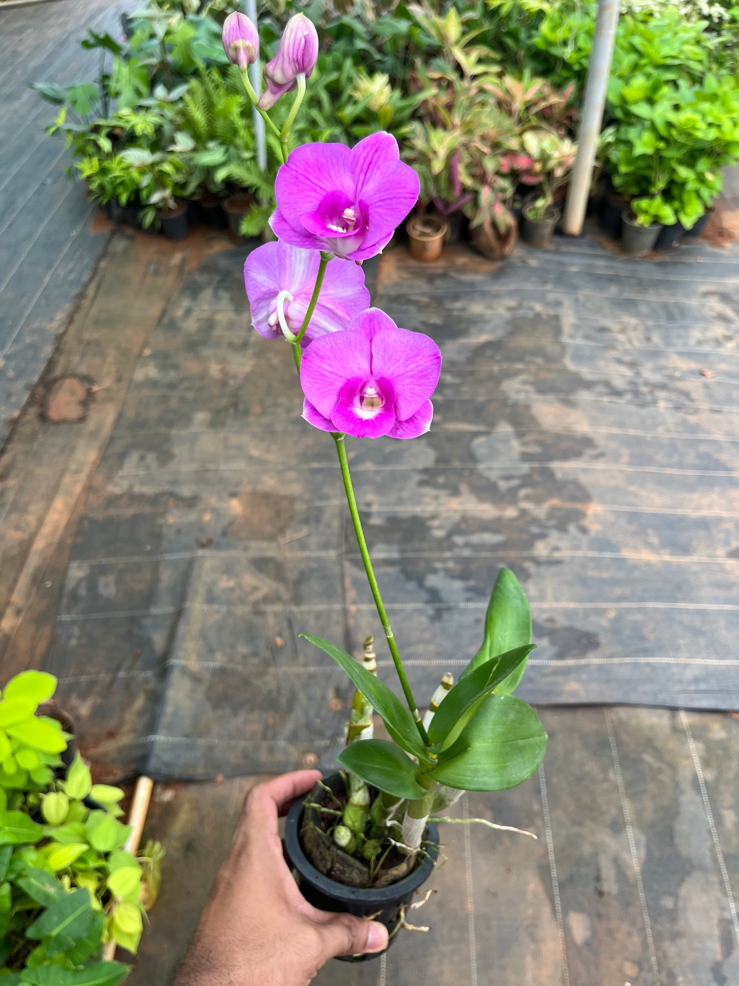 Dendrobium Orchid(Areedang Green x Burana Stripe) with flower/buds