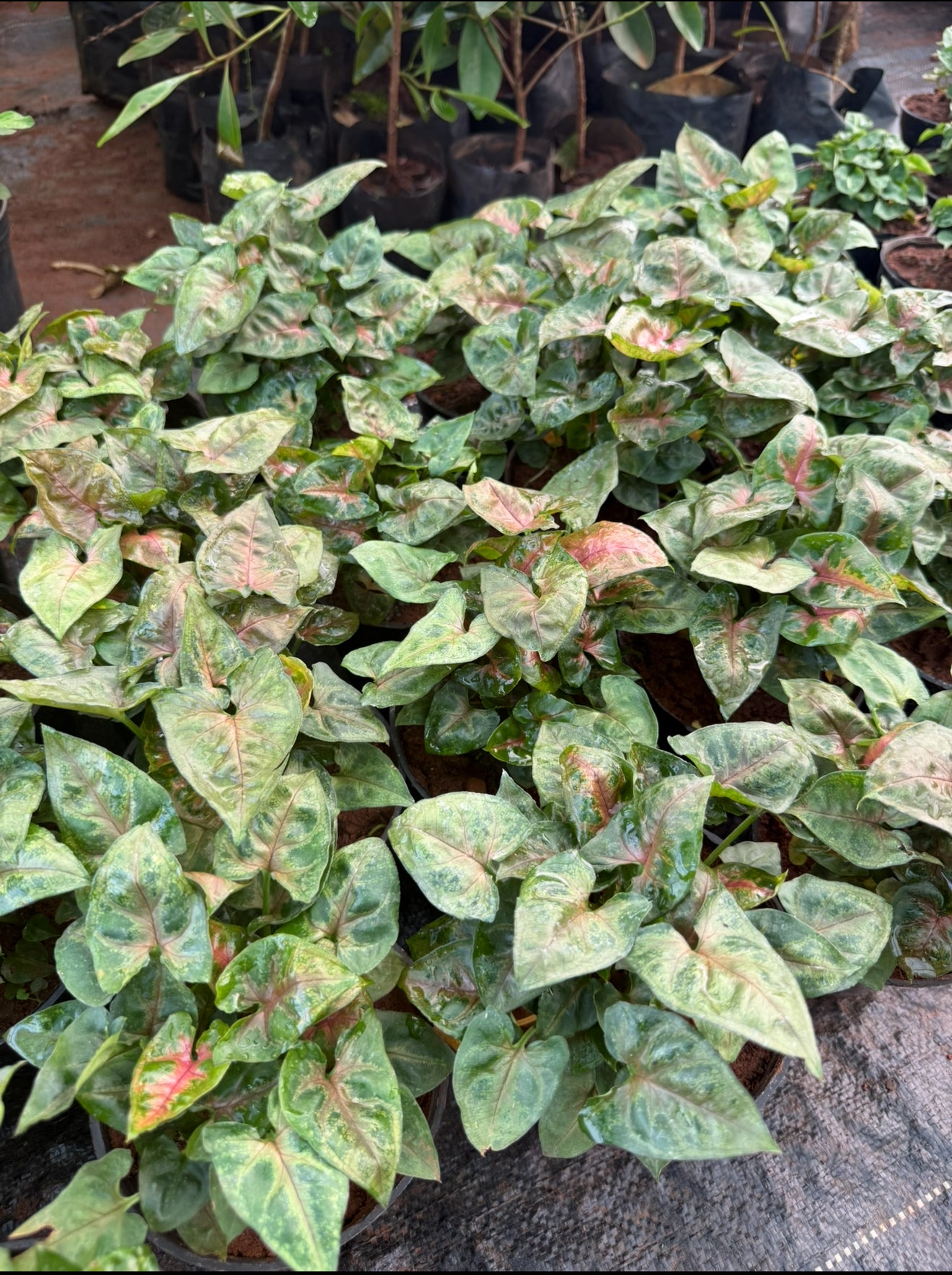 Syngonium Dwarf Pink Chocolate