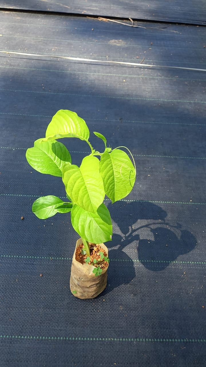 Akasha Vellari/Giant Granadilla