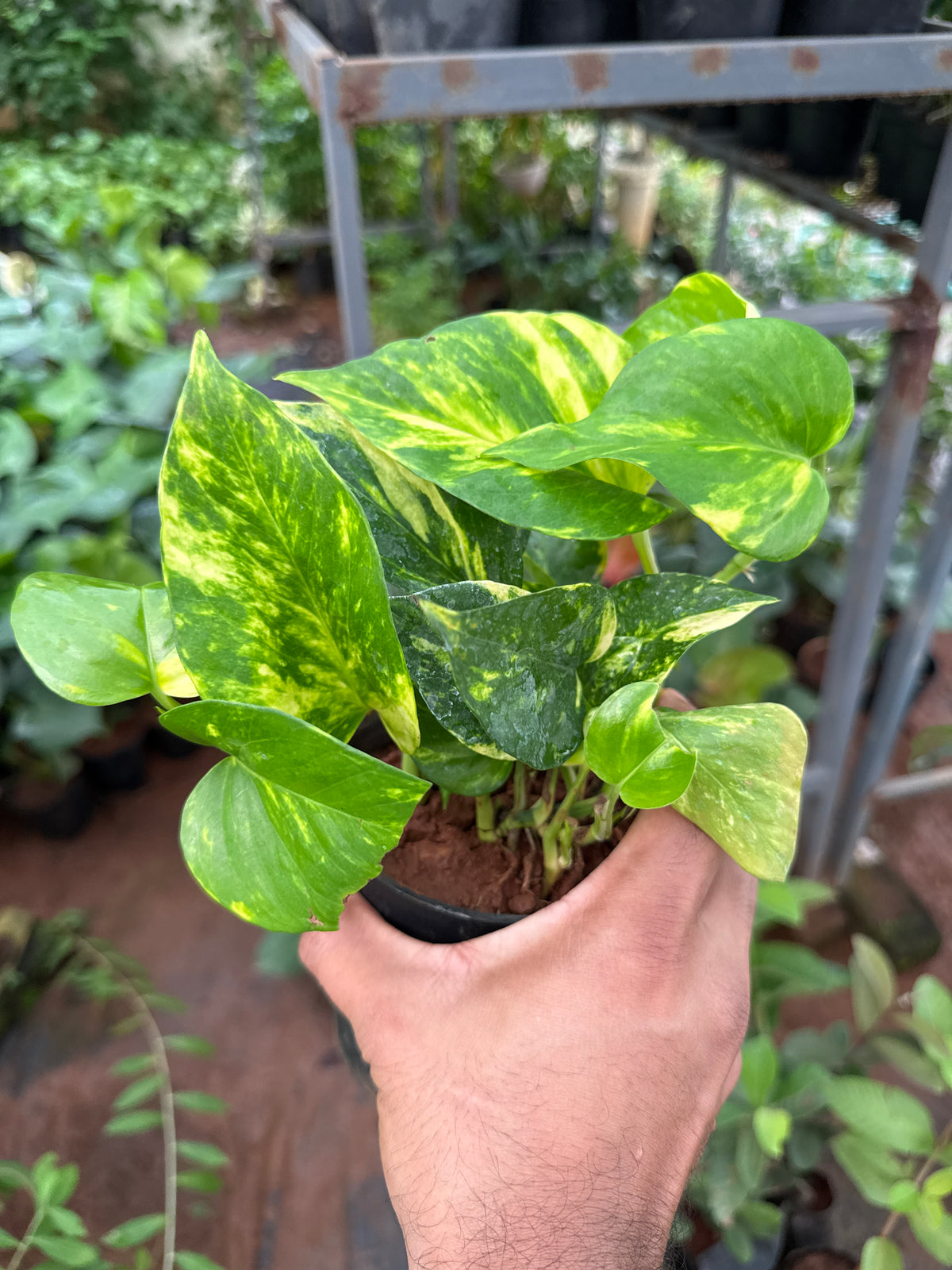 Golden Pothos Bushy