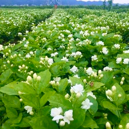 Double Layer Jasmine