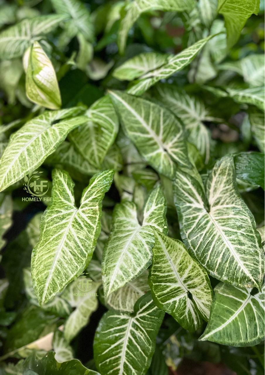 Syngonium Green Allusion