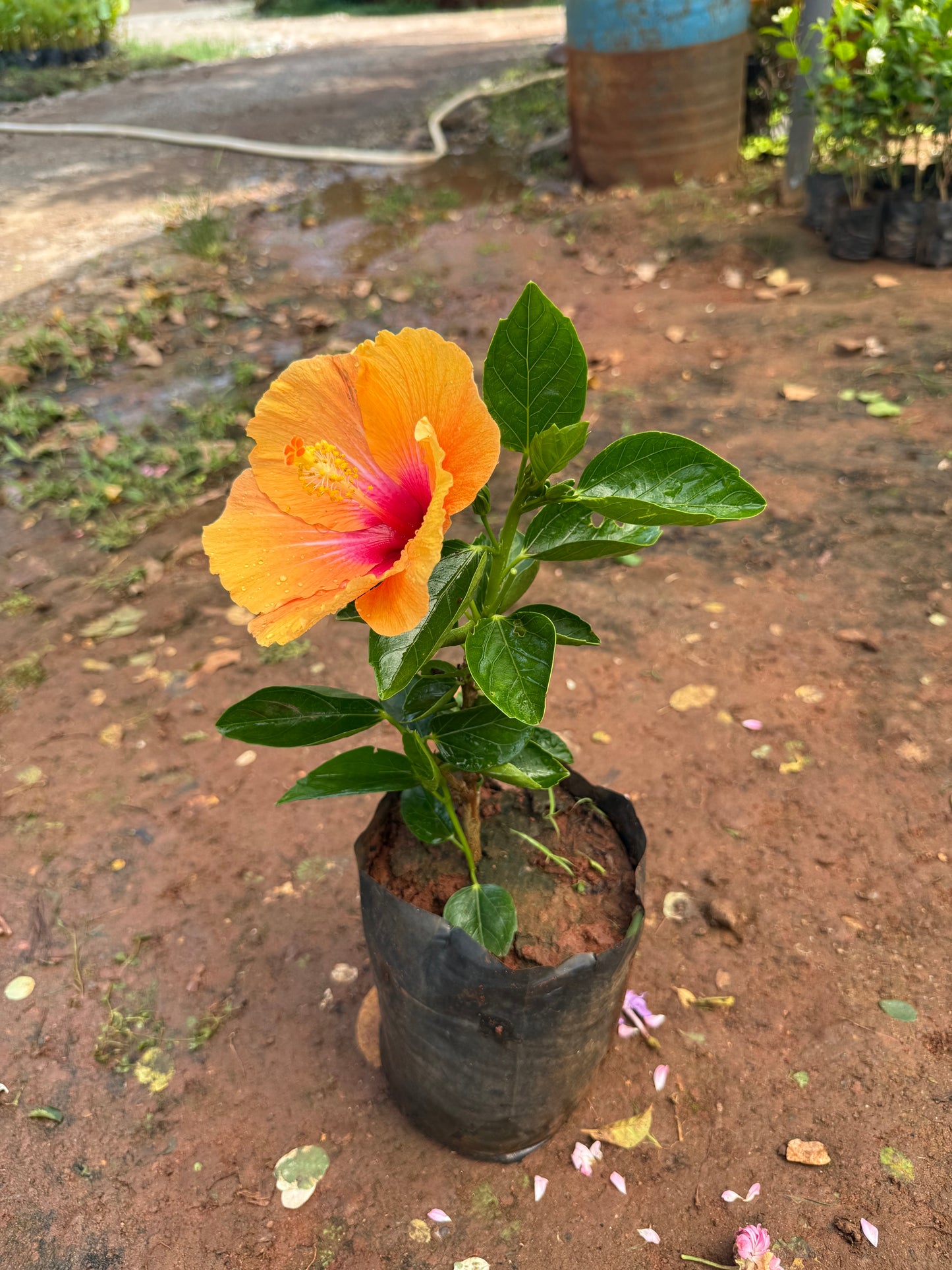 Hibiscus Sandal Fiesta Hybrid