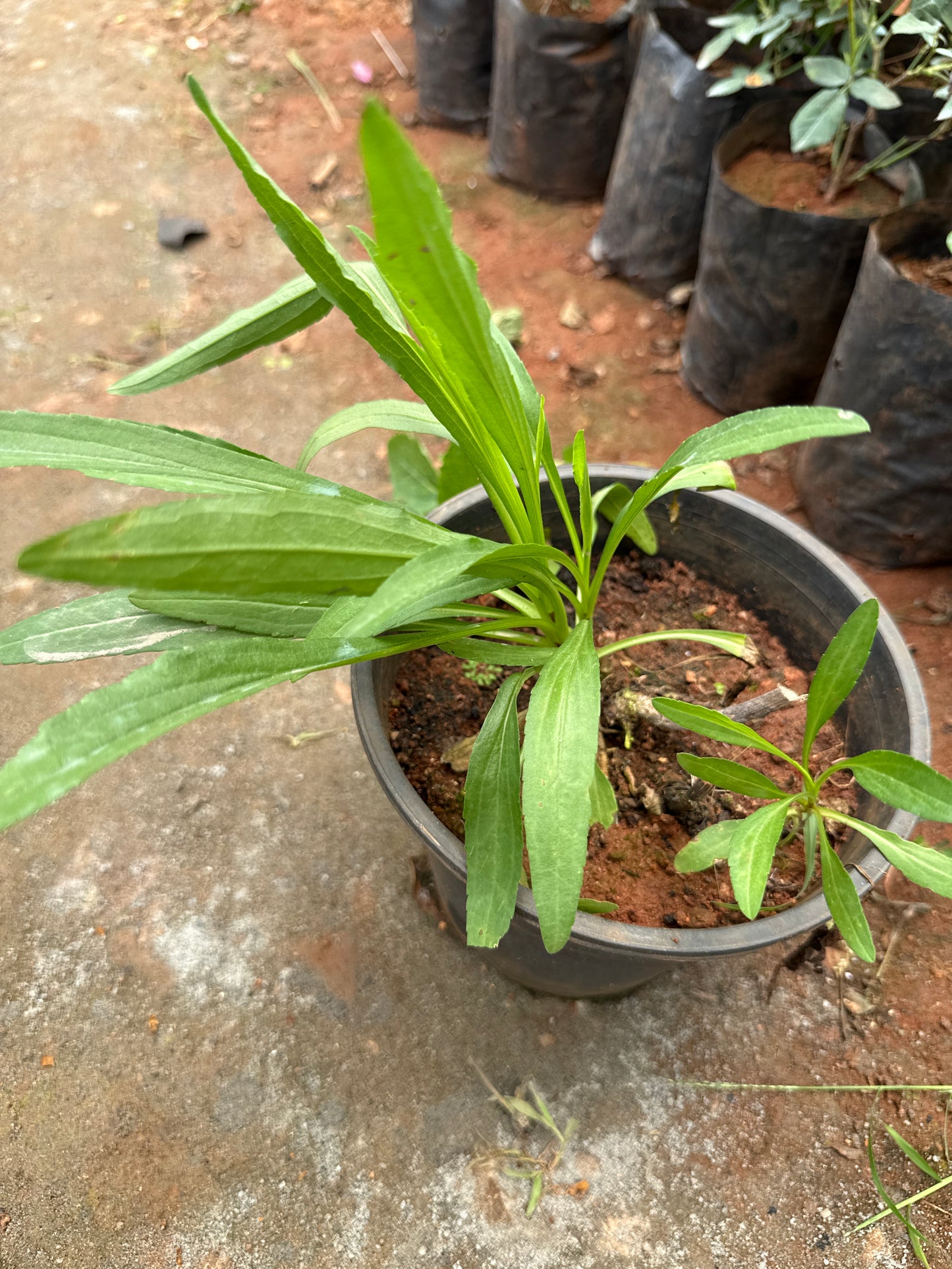 Golden Rod/Solidago Plant