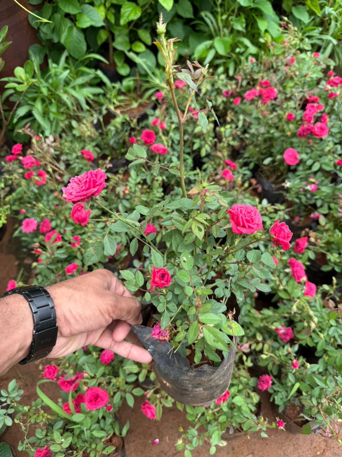 Cherry Rose(Own Rooted)