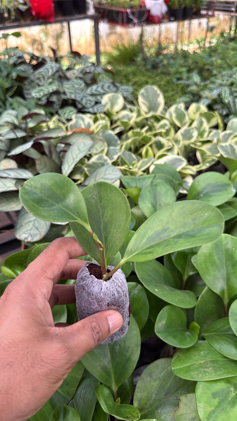 Peperomia Combo(2 varieties)