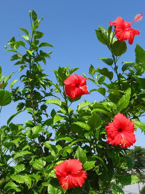 Hibiscus Indian Red Desi