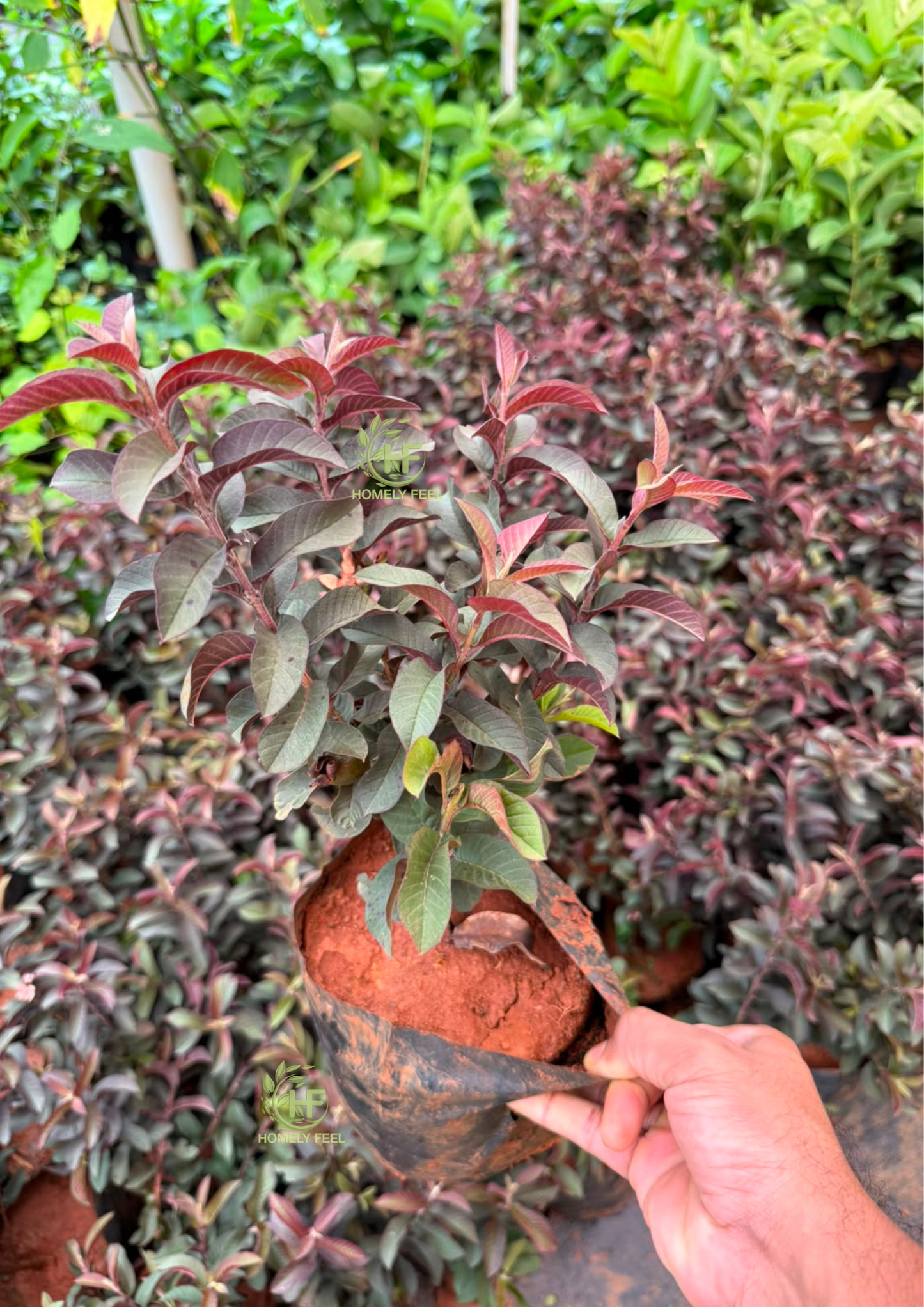 Dwarf Purple Guava(Layered Plant)