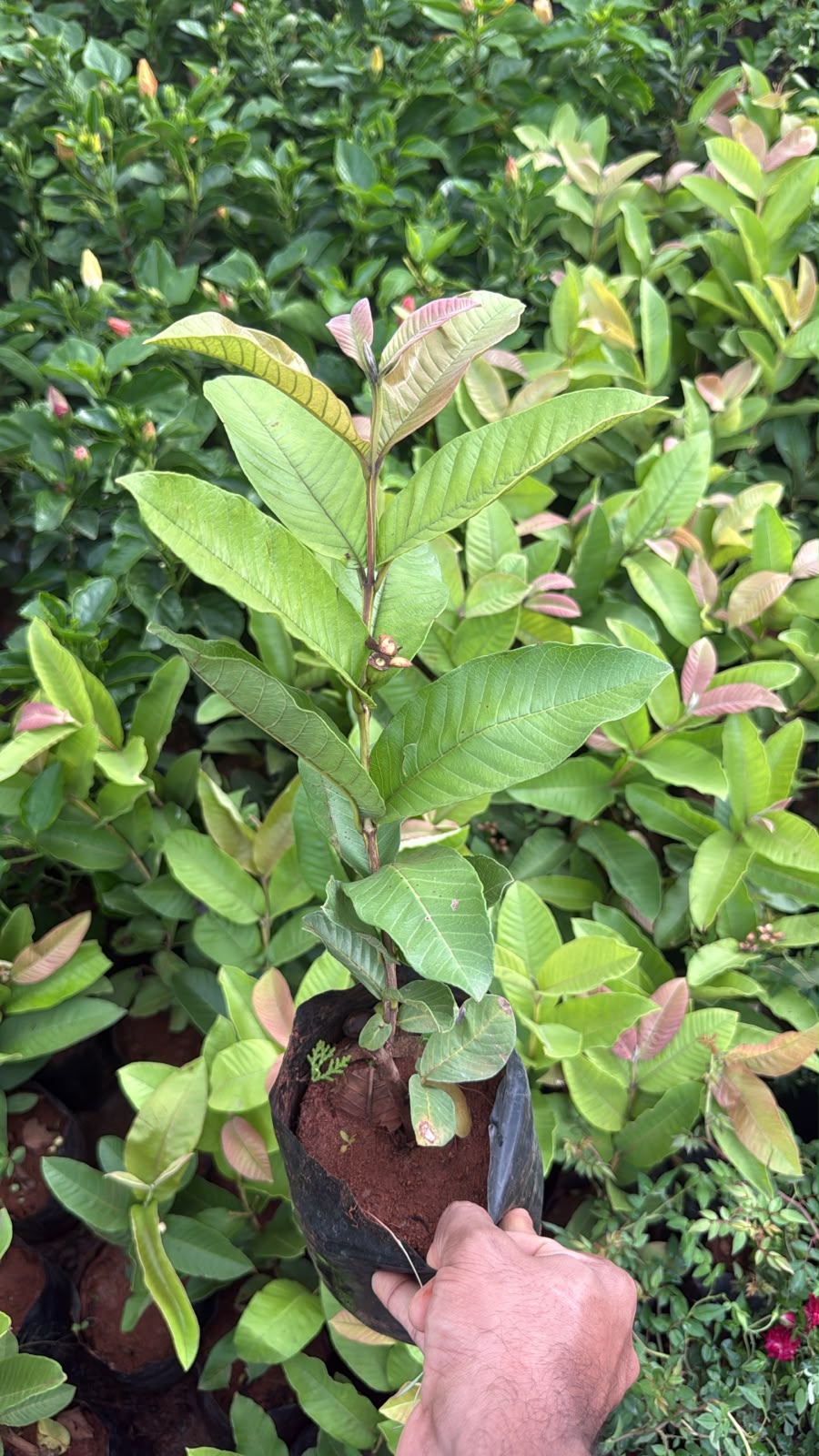Allahabad Safeda Guava(Layered Plant)