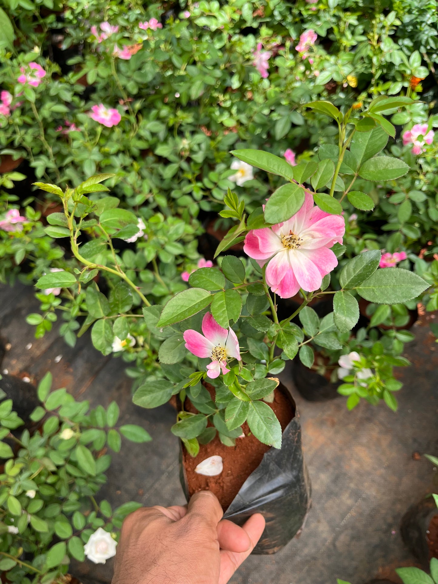 Lavender Dream Rose(Own Rooted)