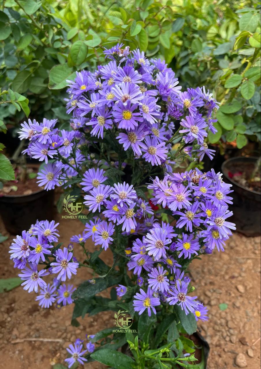 Daisy Lavender