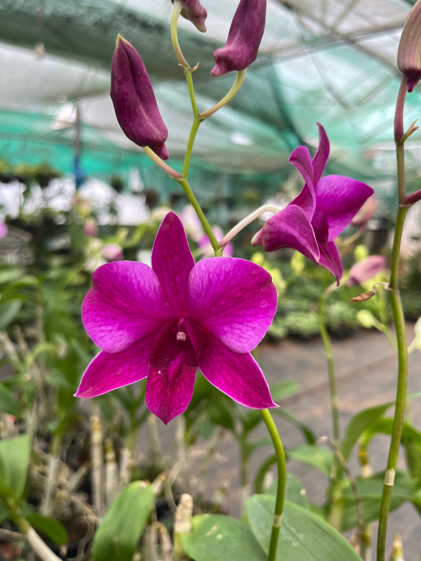 Dendrobium Orchid(Panjarat Pink) with flower/buds