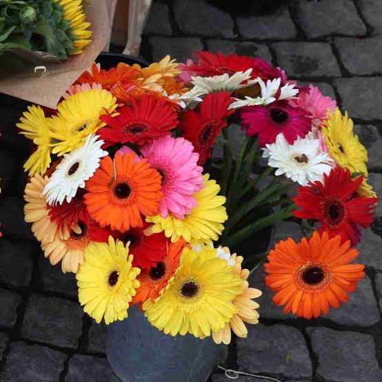 Gerbera(Include one plant, Colour Unknown-Can be any colour in the picture)