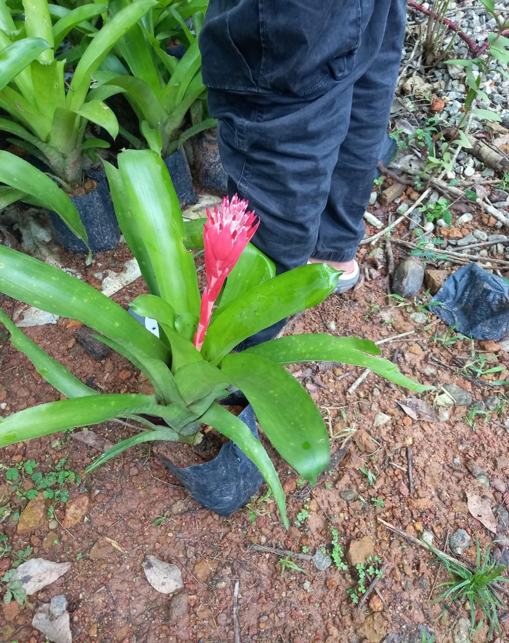 Bromeliad Pink