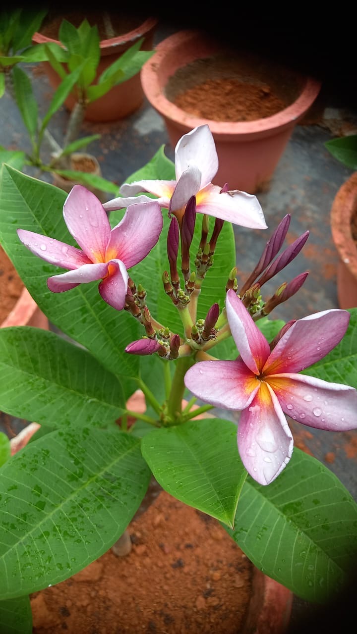 Plumeria Purple Rainbow