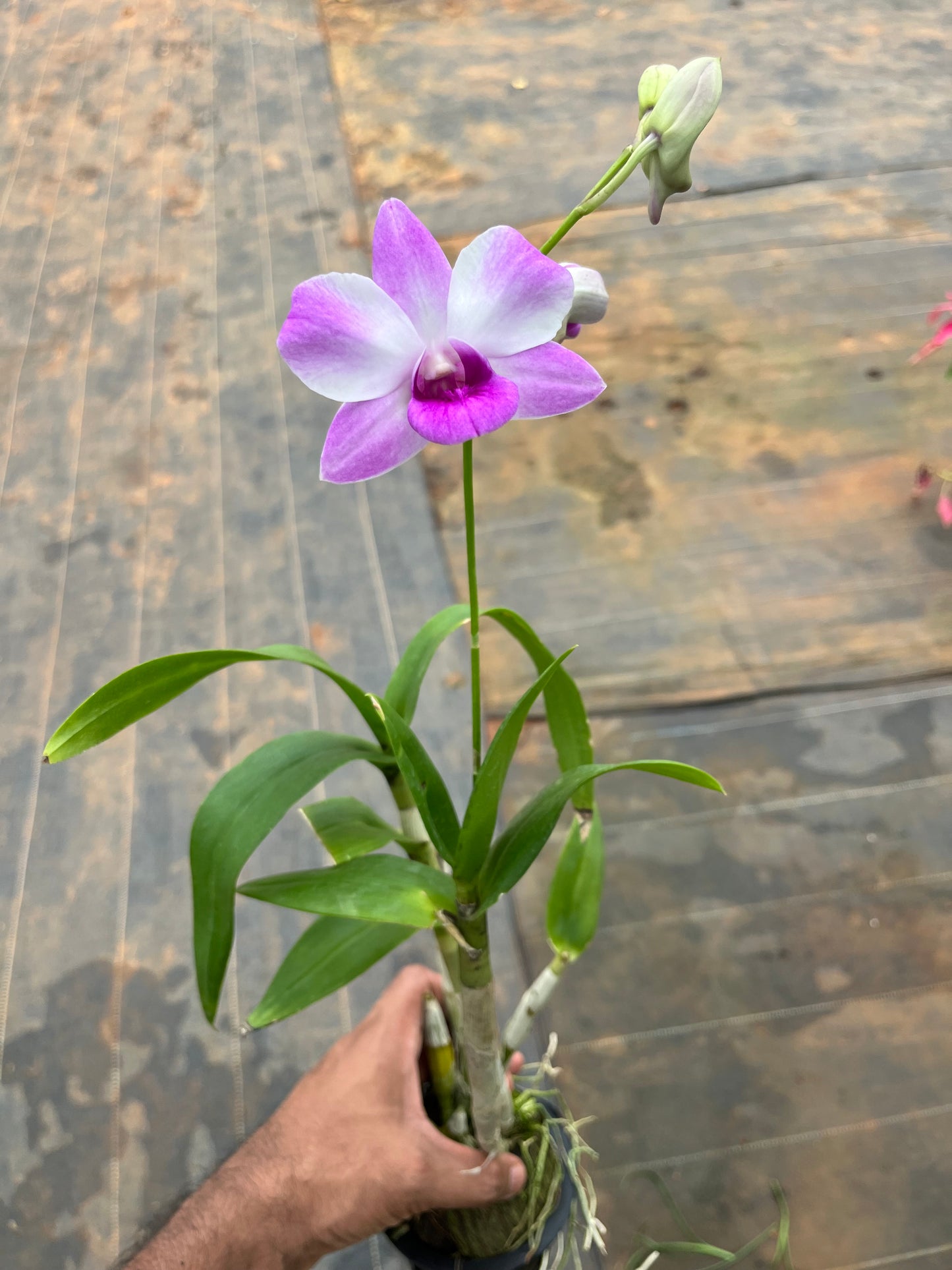 Dendrobium Orchid(Tiny Pink Butterfly) with flower/buds