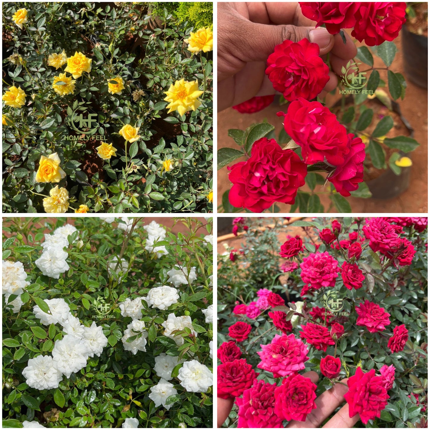 Own Rooted Rose Combo(4 varieties)