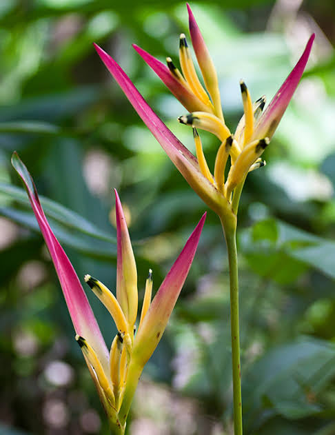 Heliconia Parakeet