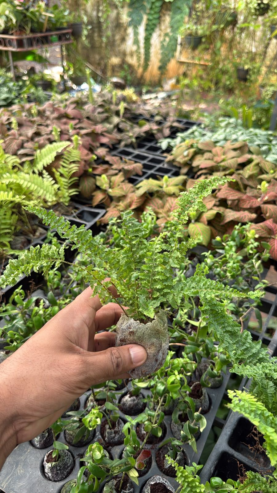 Fern Combo (5 varieties )