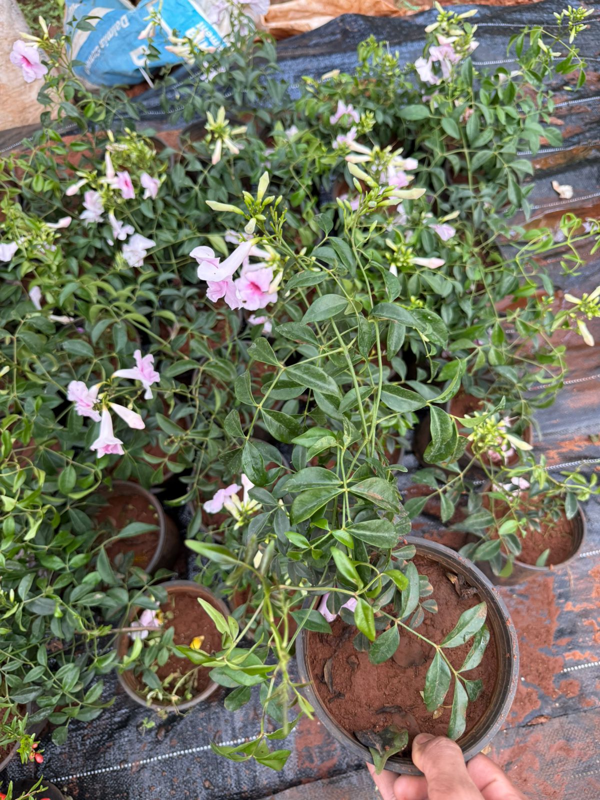 Pink Bower Vine Creeper
