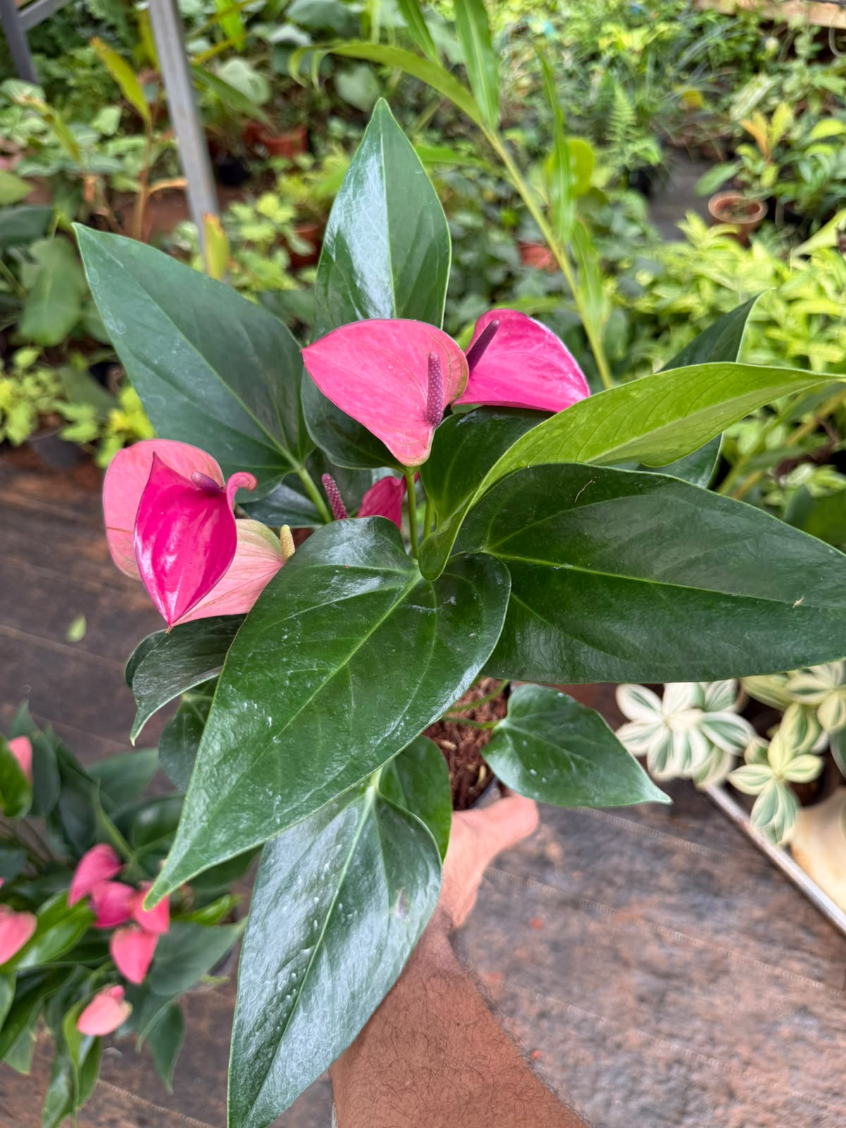 Anthurium Purple (Double Shoot)