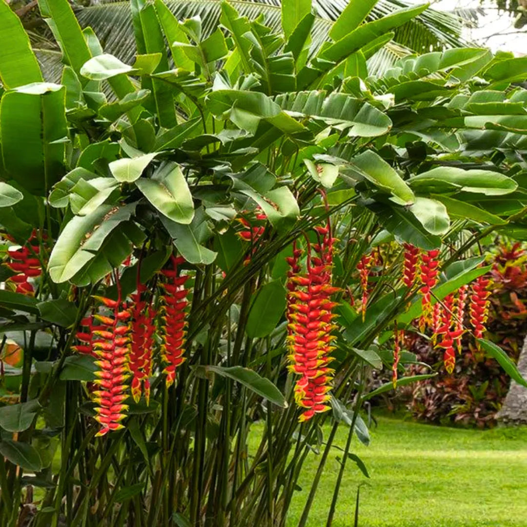 Heliconia Rostrata(Hanging Lobster Claw)