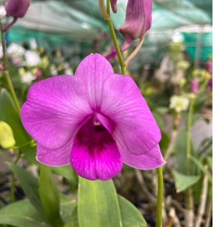 Dendrobium Orchid(Panthea Pink) with flower/buds
