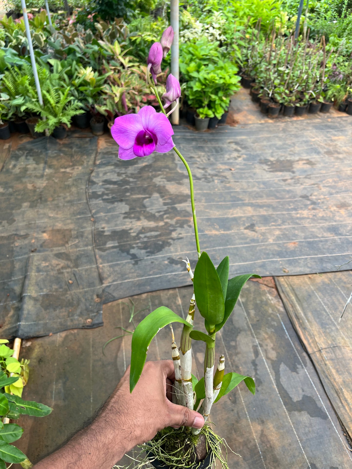 Dendrobium Orchid(Panthea Pink) with flower/buds