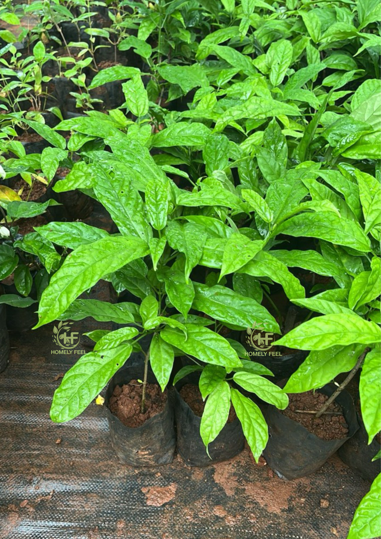 Clerodendrum Smithianum/chain of Glory/Vella Konna