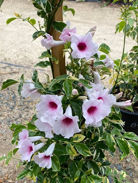 Bower Vine Creeper Variegated