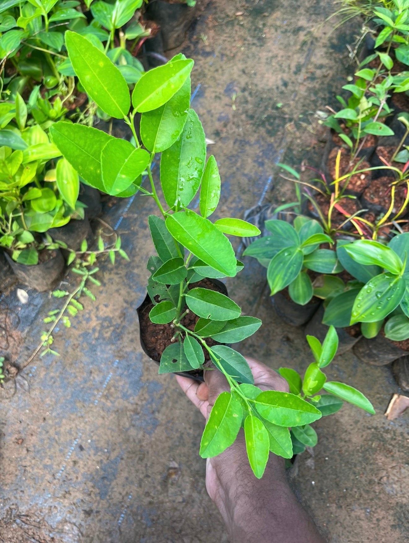 Seedless Lemon Plant(Layered)