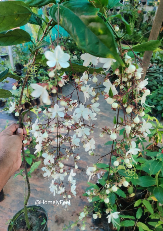 Clerodendrum Smithianum/chain of Glory/Vella Konna