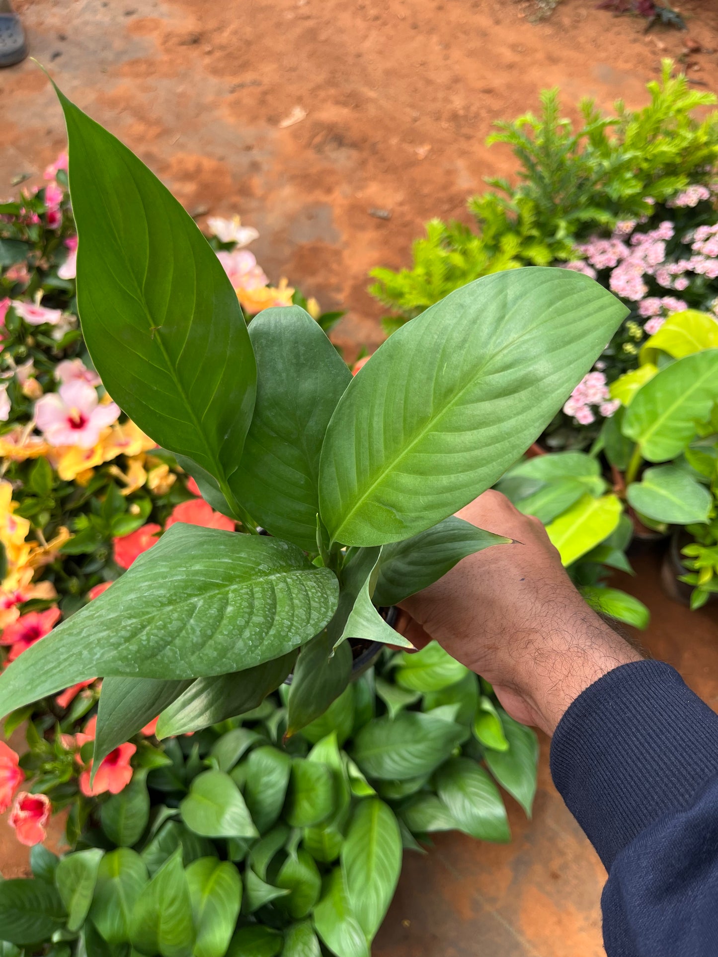 Peace Lilly(Spathiphyllum)