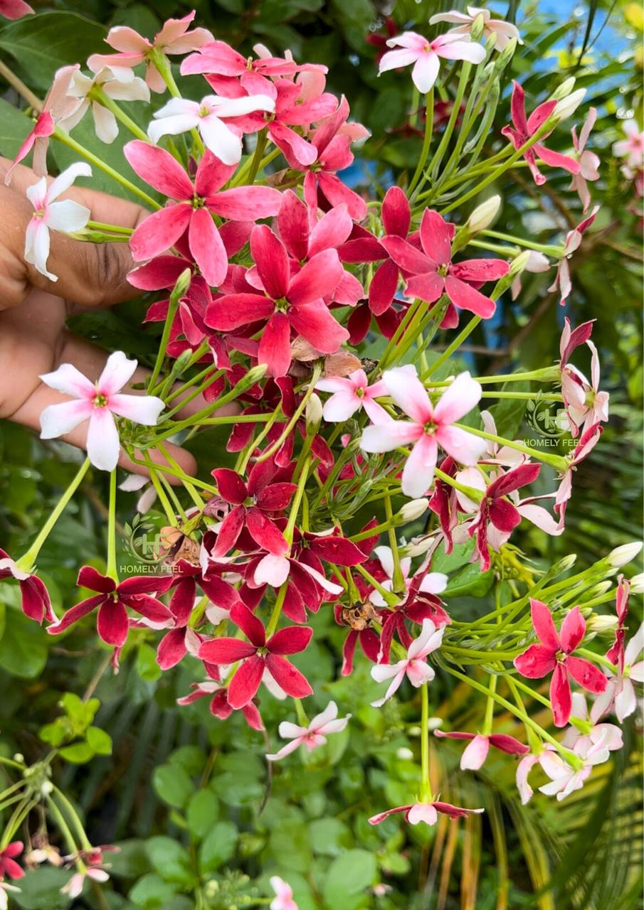 Rangoon Normal Variety