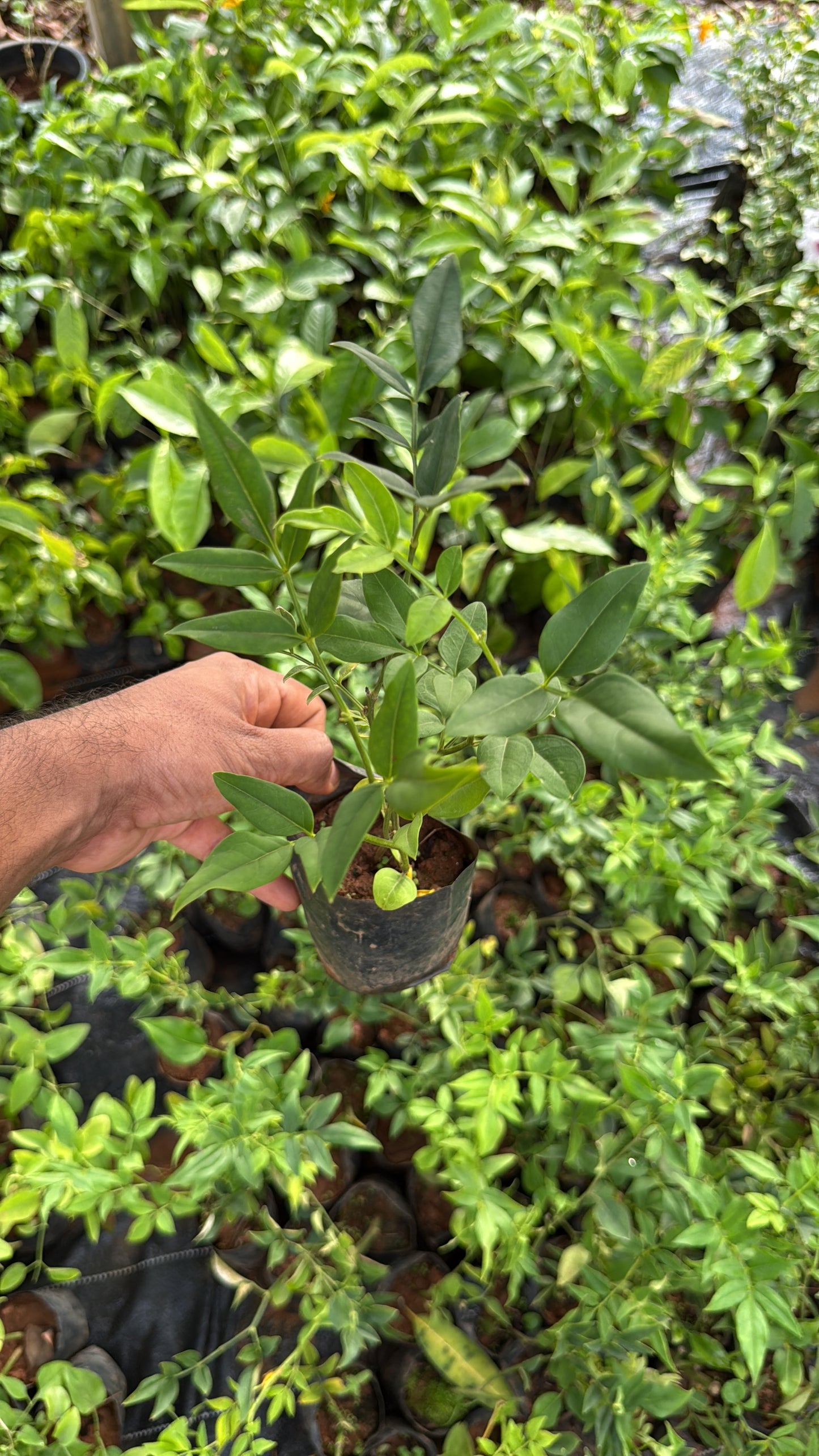 Yellow Jasmine(2 Plants combo)