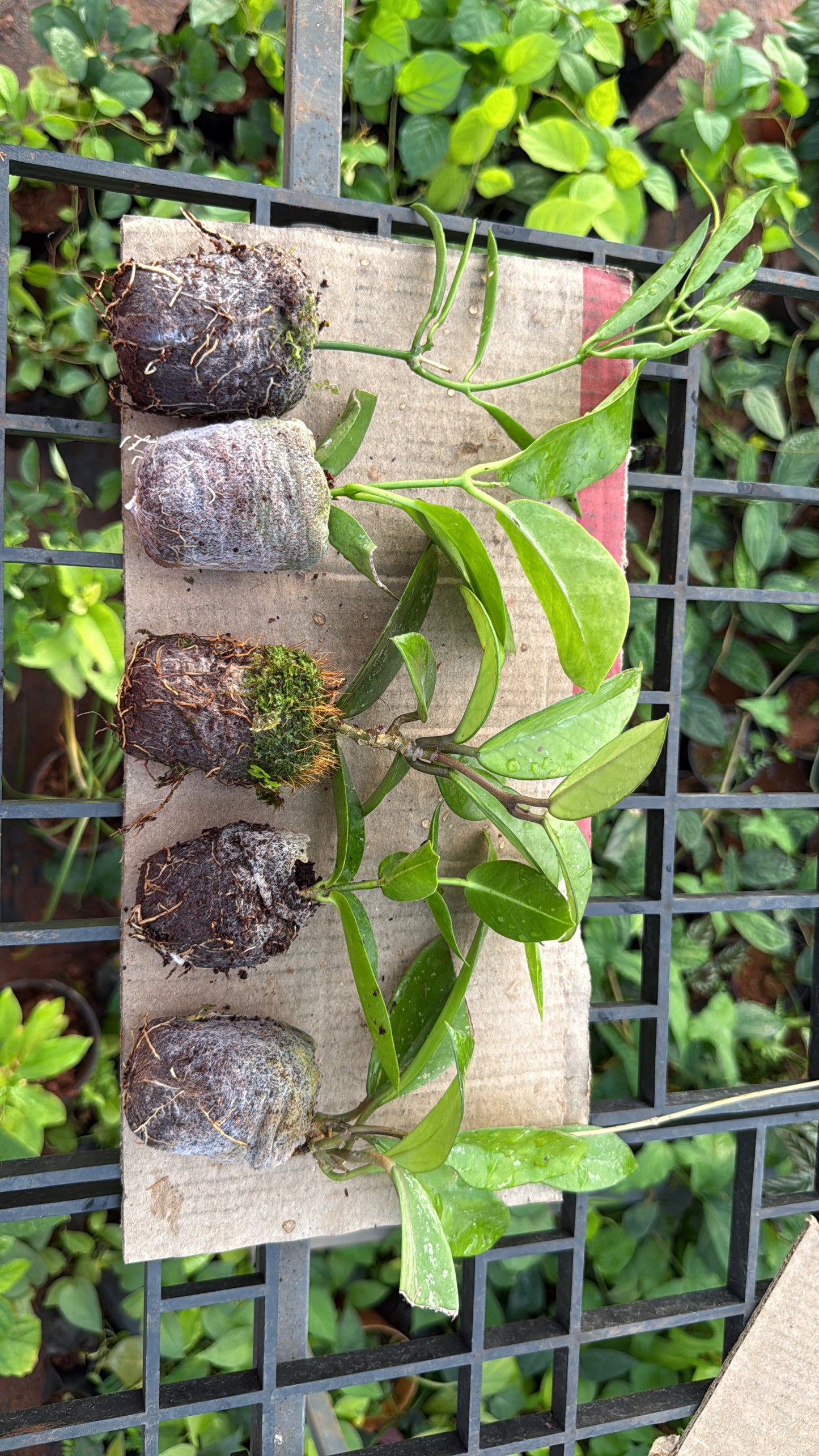 Hoya Combo(5 Varieties )